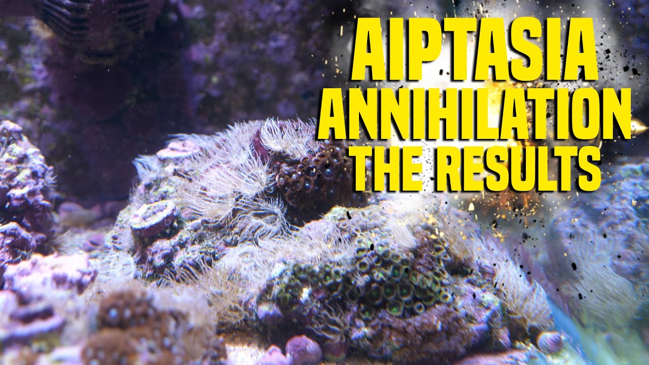 Aiptasia Annihilation: The Results!