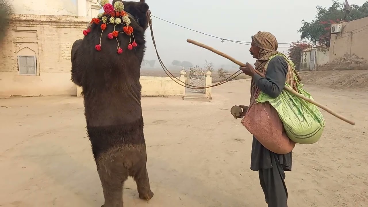 Reach ka tamasha | Big bear in Pakistan |