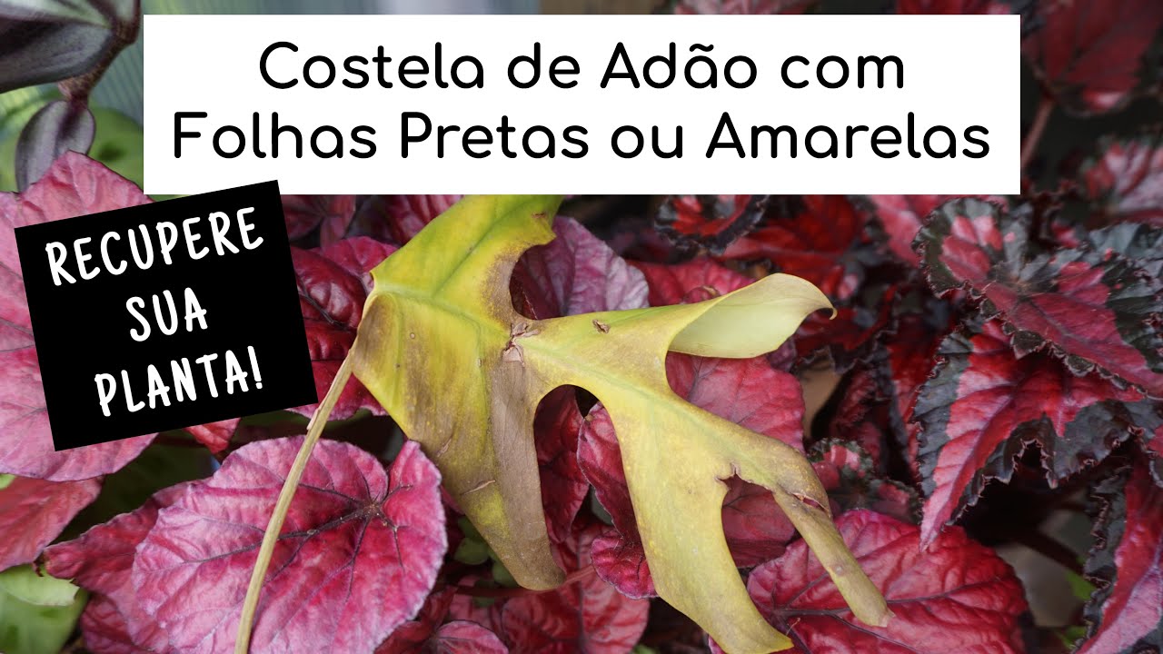 Mini Costela de Adão com folhas queimadas. Como resolver Costela de Adão com folhas amarelando.