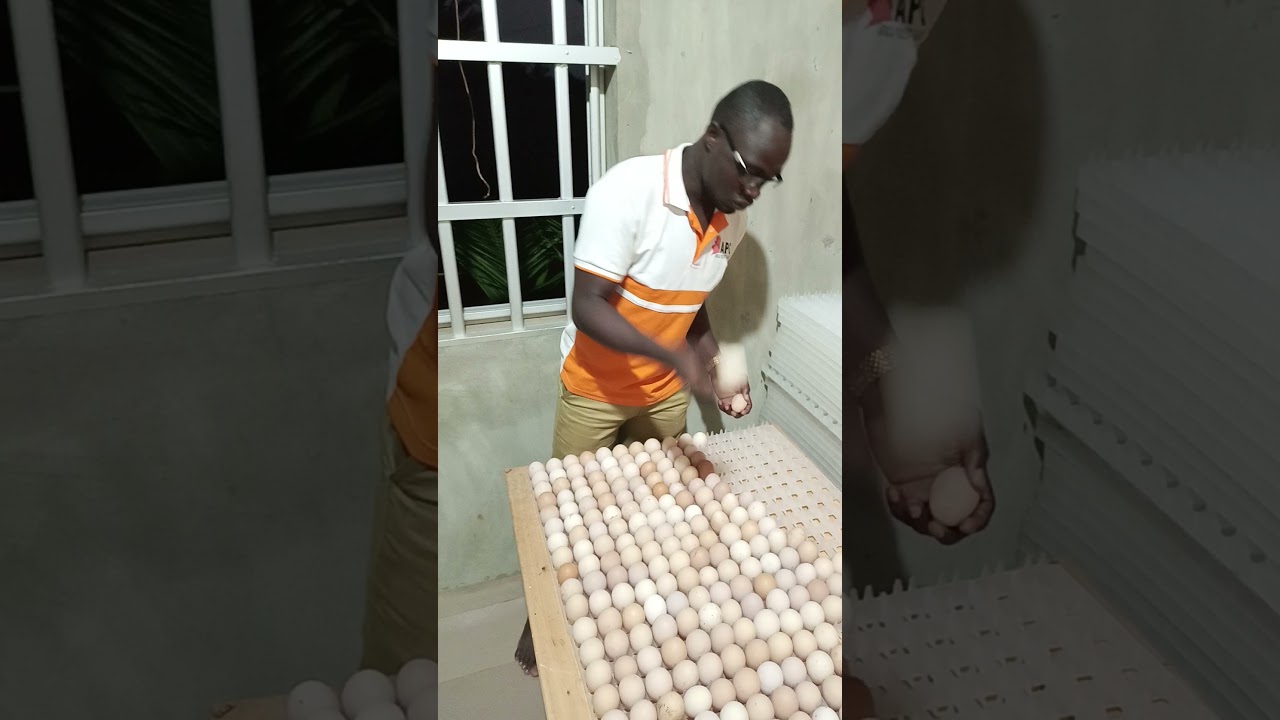 Processus d'incubation des œufs fécond de poulet Goliath.Pour vos commandes de poussins:+22967160053