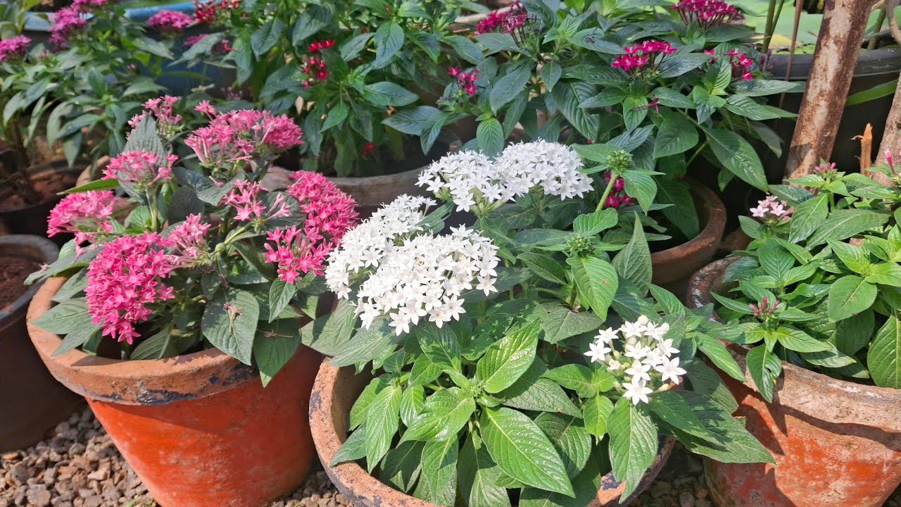 പെന്റസ് /Pentas plant care