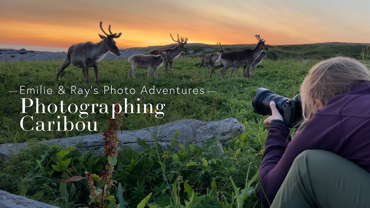 Emilie & Ray Photograph Caribou - with @EmmieOnTheRoad