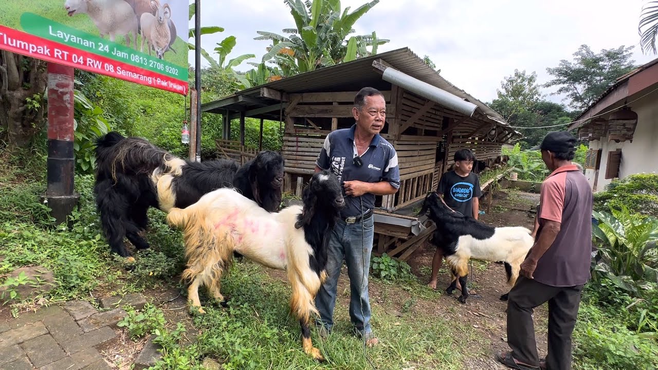 KAMBING RAKSASA SA PASAR KAMBING SEMARANG, harga dari 1,8jt bonus burung 🔥
