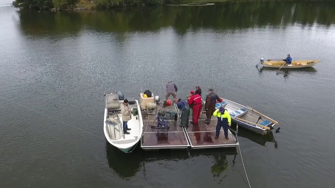 Nuottaus - how to catch 2500 kg of fish