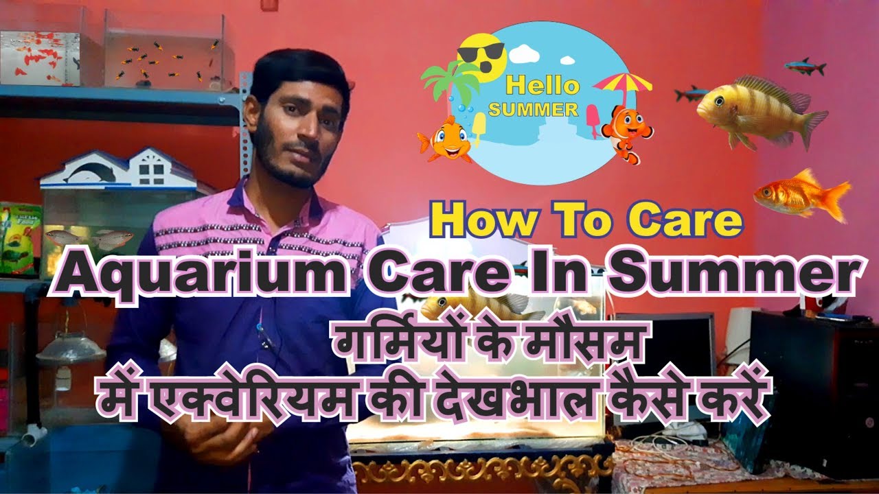 How to take care Aquariums fishes in summer season
