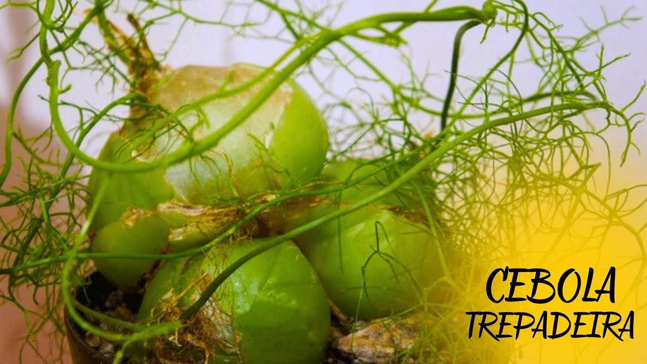 CEBOLA TREPADEIRA DESCUBRA COMO CULTIVAR ESTÁ EXÓTICA SUCULENTA! (Bowiea VOLUBILIS)
