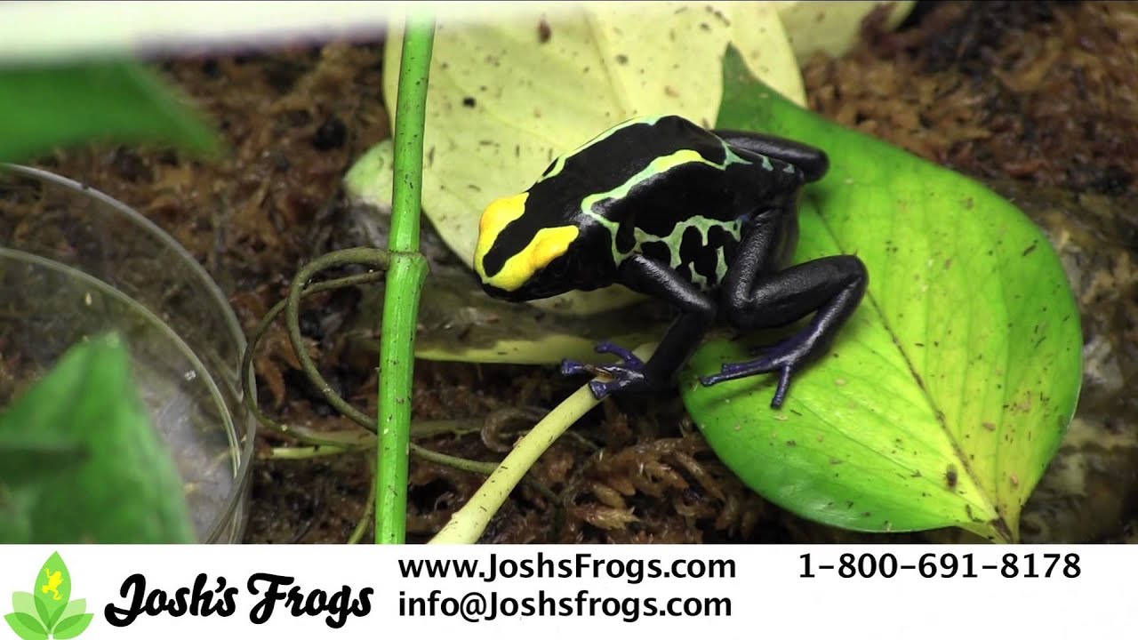 Why NOT to MIX Dart Frogs