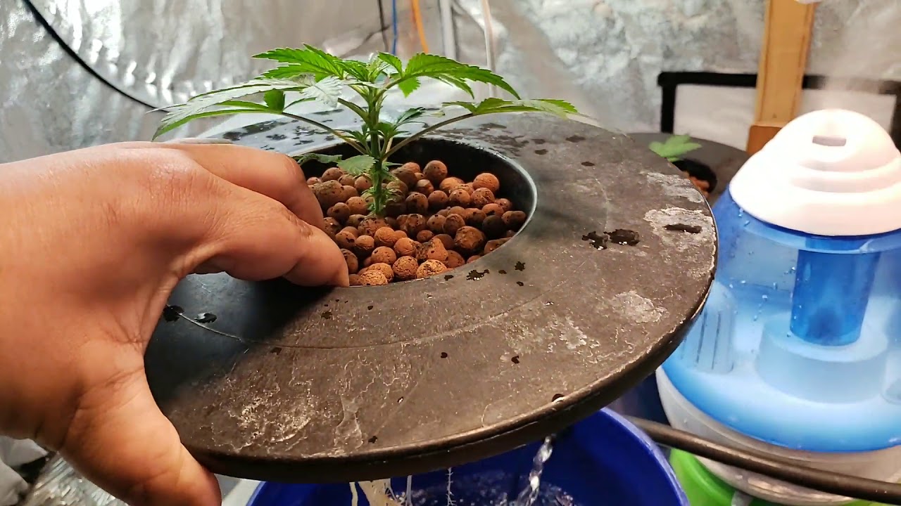 Ygrow series week 2 of the 600w ygrow led check out on Instagram@yanggulighting