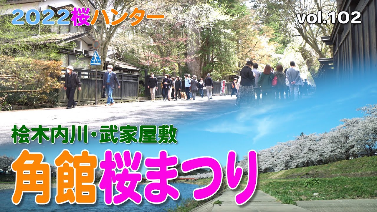 【2022桜ハンター】東北有数の桜の名所～角館の桜まつり～桧木内川の桜並木 武家屋敷のシダレ桜【4K】