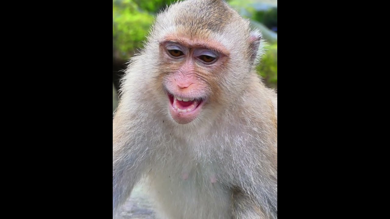 Sep-02-25 Rainbow Monkey Discovery Newborn, Baby , abandoned monkey 004 #monkey #wildlife #Lynx