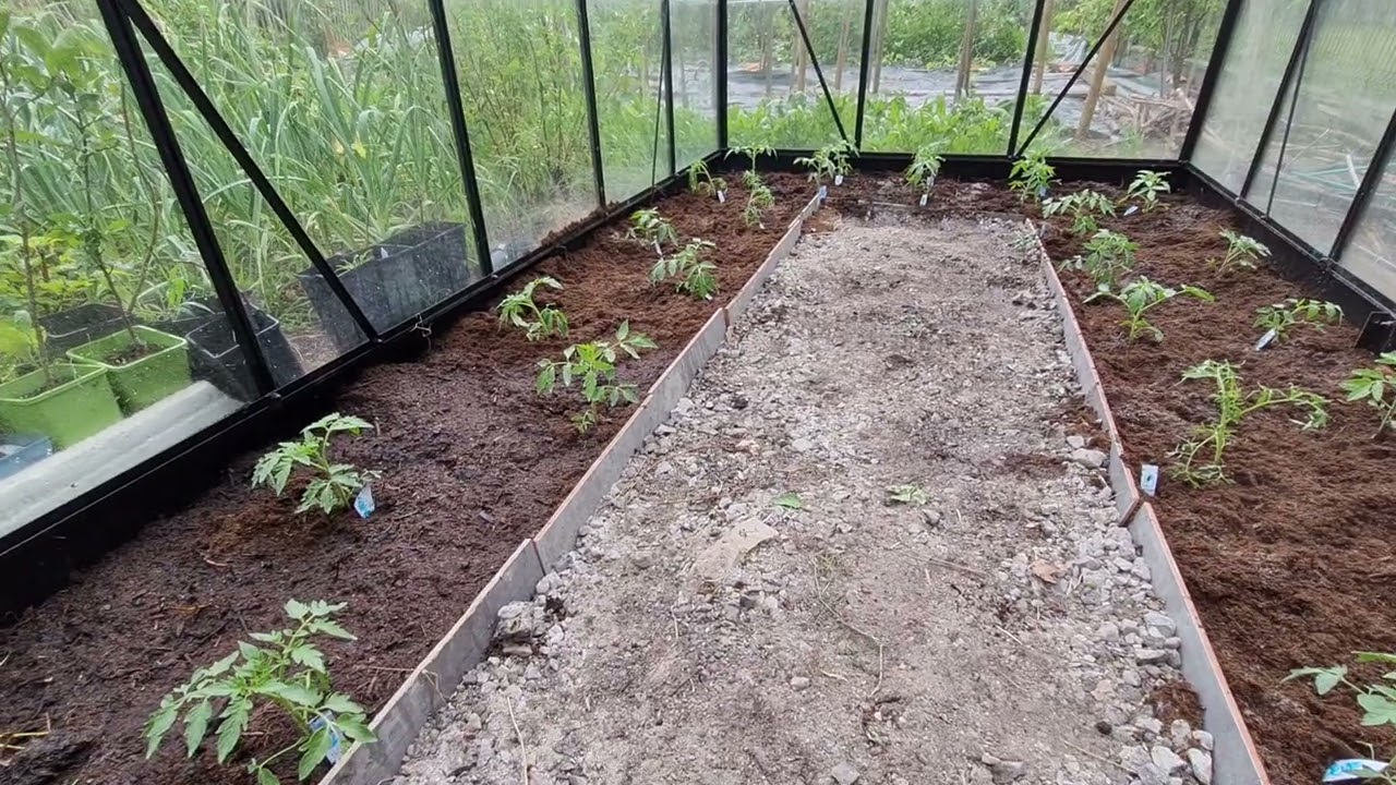 aménagement de la serre avec plantation de 24 pieds de tomates !🍅🍅🍅