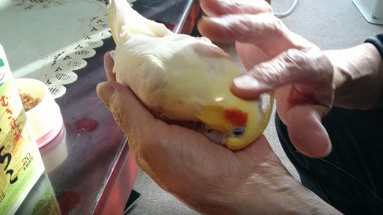 お爺ちゃんインコと母