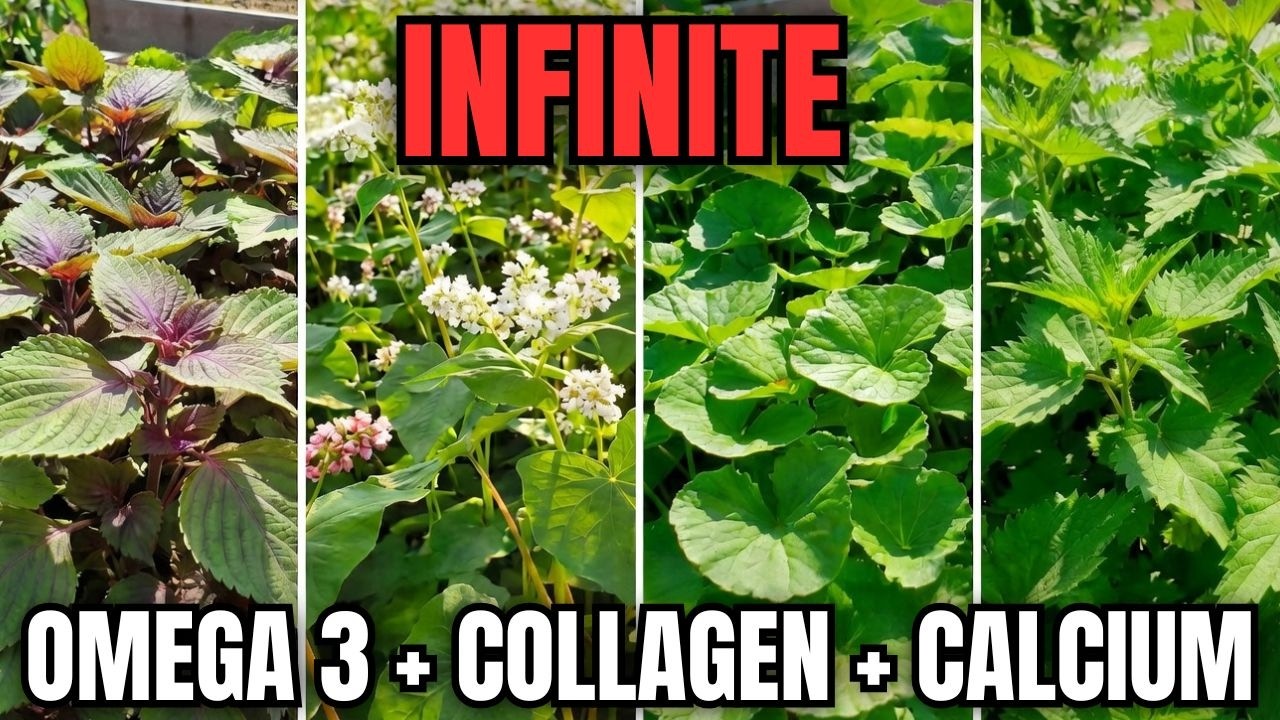 The 'Forbidden' Forever Plants - Grow Unlimited Omega-3+Calcium+Collagen [FULL DOCUMENTARY]
