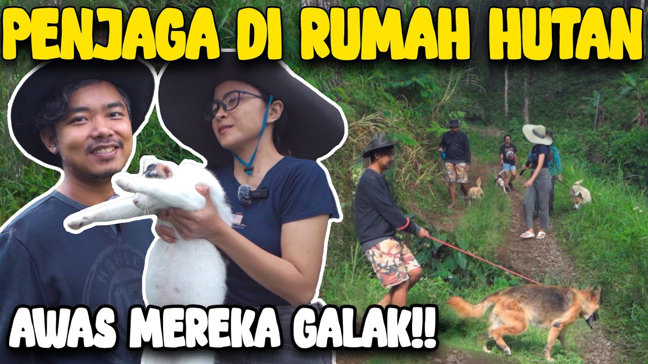 KUCING PRESIDEN ADA DIRUMAH HUTAN😍⁉️