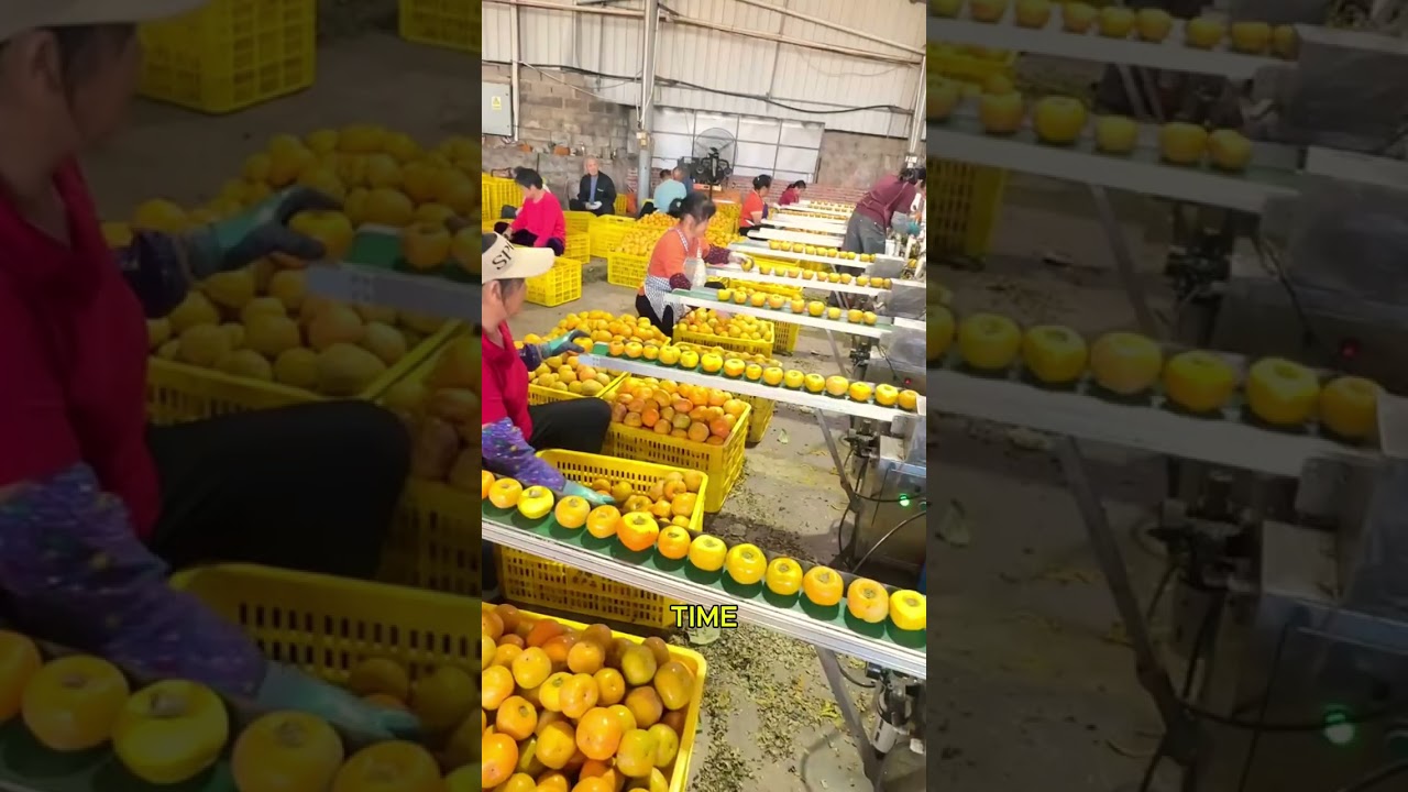 Автоматическая машина для очистки яблок Fruit Processing Revolution