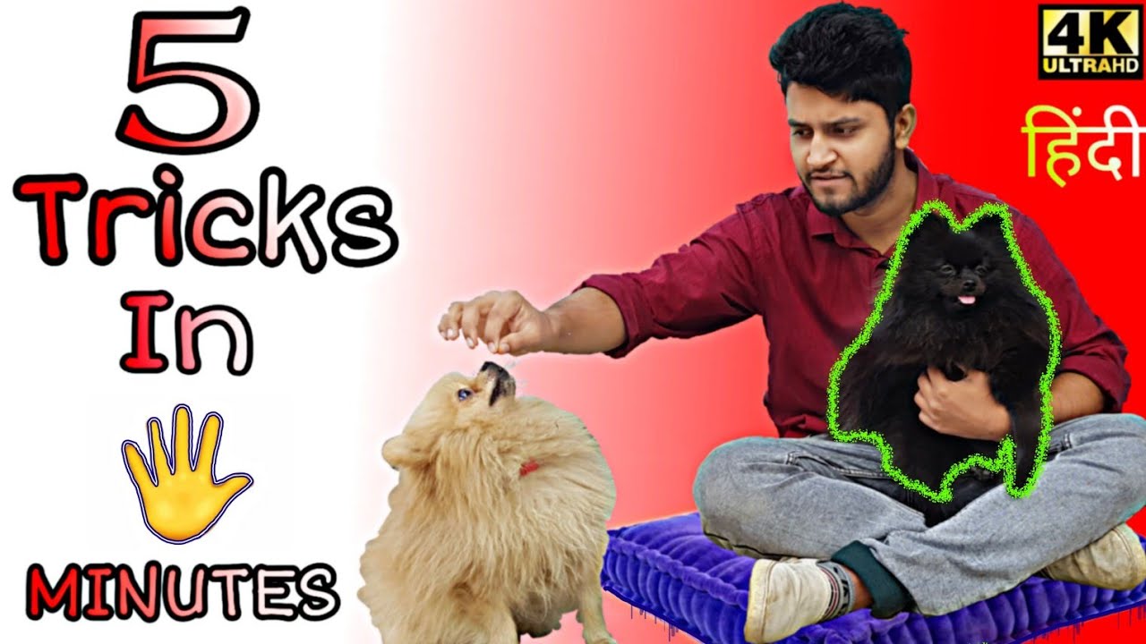 5 Dog Training Tricks in 5 Minutes! Come here , sit , lie down ,food training, shake hands 4K Hindi