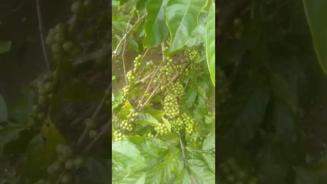 Kebun kupei,,,,,,,,,,ALHAMDULILLAH LEBAT 