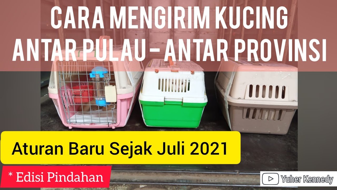 HEMAT 1 JUTAAN PER EKOR!! Cara Mengirim Kucing Antar Pulau - Antar Provinsi | Informasi & Tips
