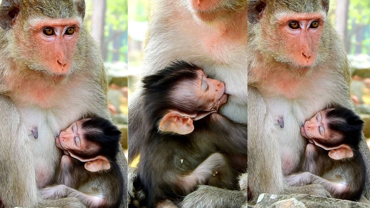 Great job, Julina hugs Jagger warmly nursing sweet milk.