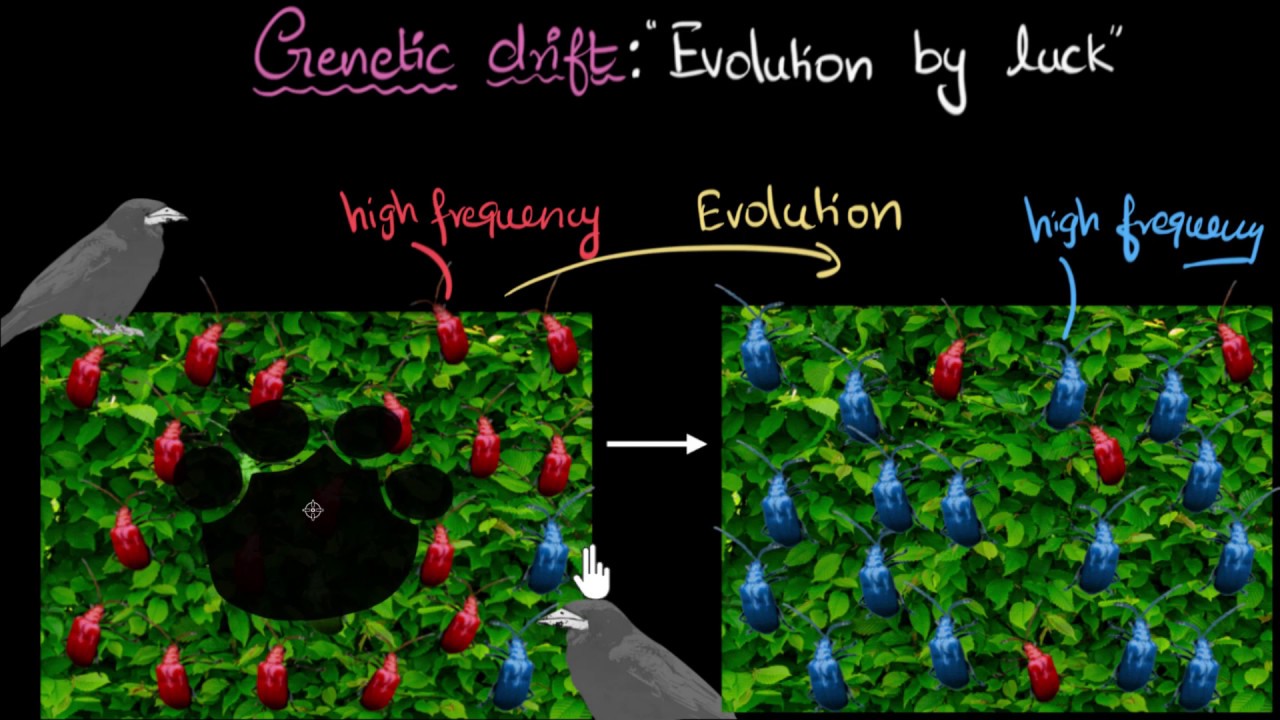 Genetic drift | Heredity & Evolution | Biology | Khan Academy