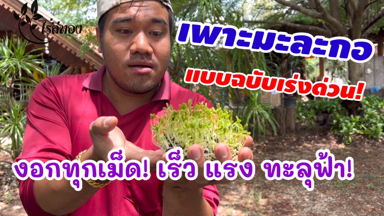 เพาะมะละกอแบบเร่งด่วน เร็ว แรง ทะลุฟ้า! #เมล็ดพันธุ์มะละกอฮอลแลนด์ #ไร่สีทอง #เกษตรหรรษา #เพาะมะละกอ