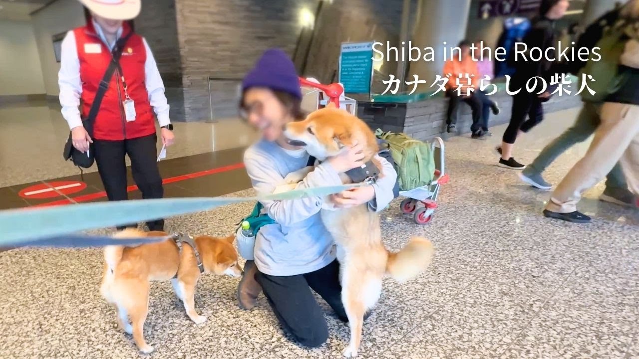 空港に到着した飼い主を見つけた瞬間、嬉しさが爆発する柴犬が可愛すぎました【4K】感動の再会