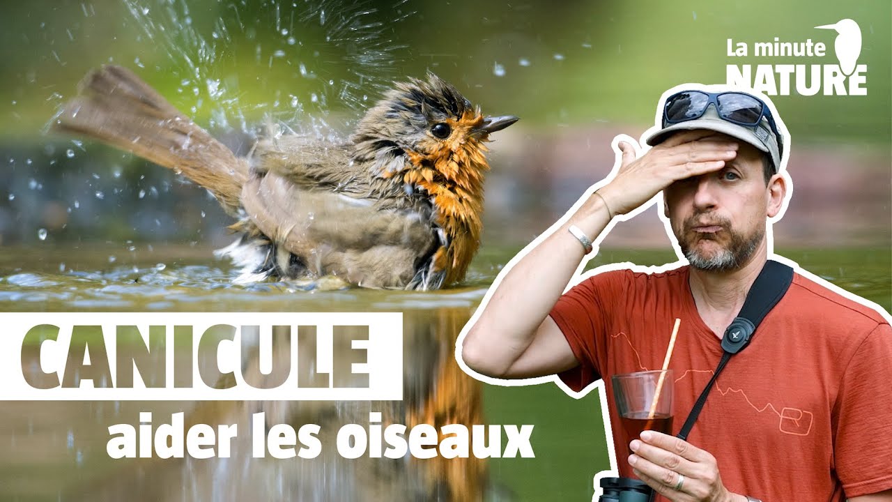 6 règles d'or pour aider les oiseaux pendant la canicule !