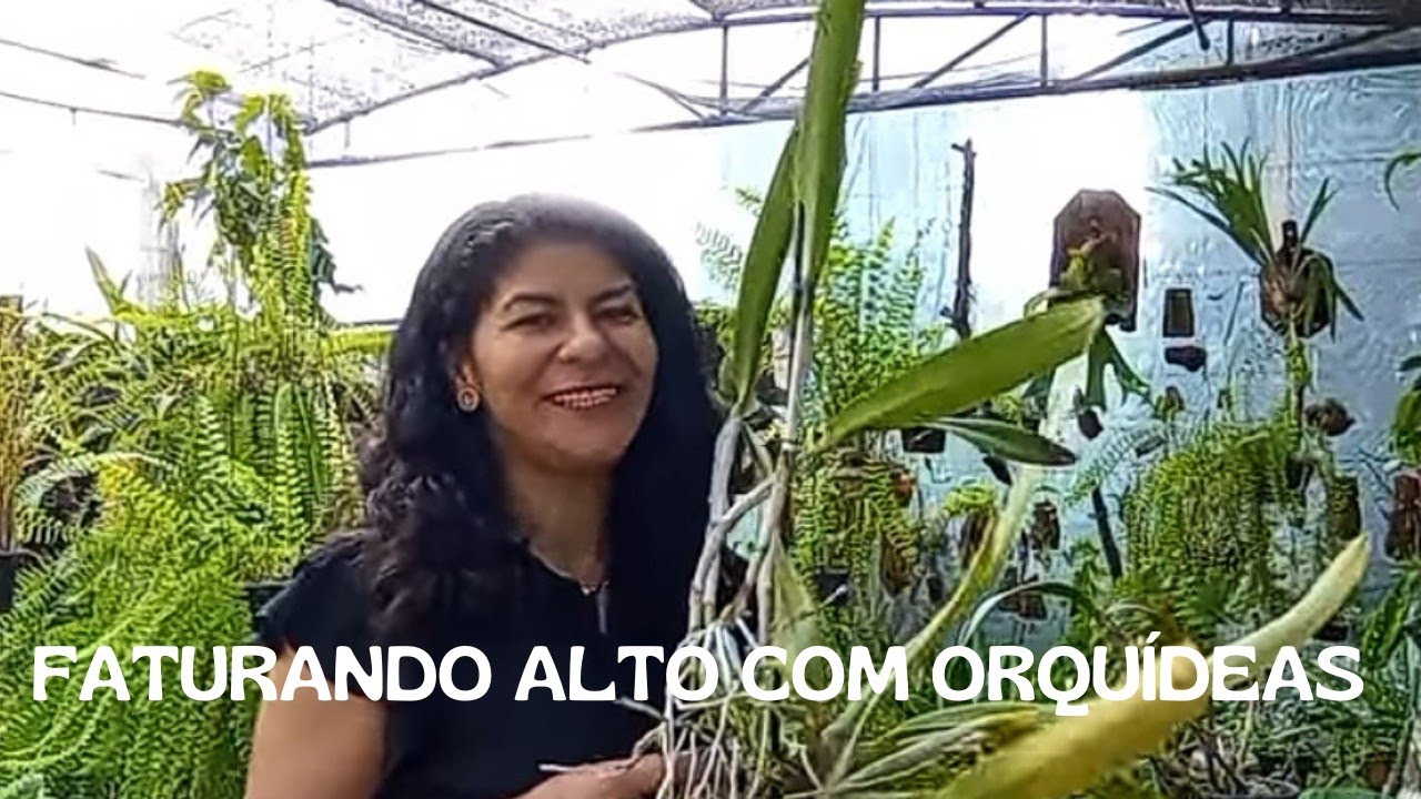 Como ter lucro com o cultivo de orquídeas