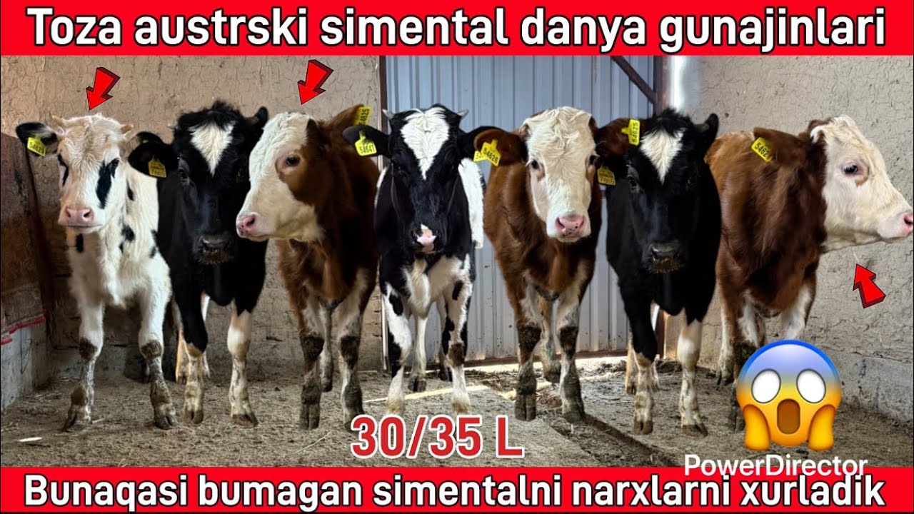 Toza austski simental danyala qulay narxlada☎️99 397 04 52☎️94 396 04 52☎️ @Samandaruzz 