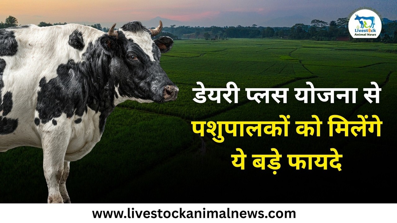 डेयरी प्लस योजना से पशुपालकों को मिलेंगे ये बड़े फायदे