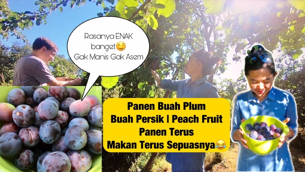 PANEN BUAH PLUM DI JERMAN I BUAH PERSIK I PEACH FRUIT I PANEN TERUS MAKAN TERUS SEPUASNYA #panenbuah