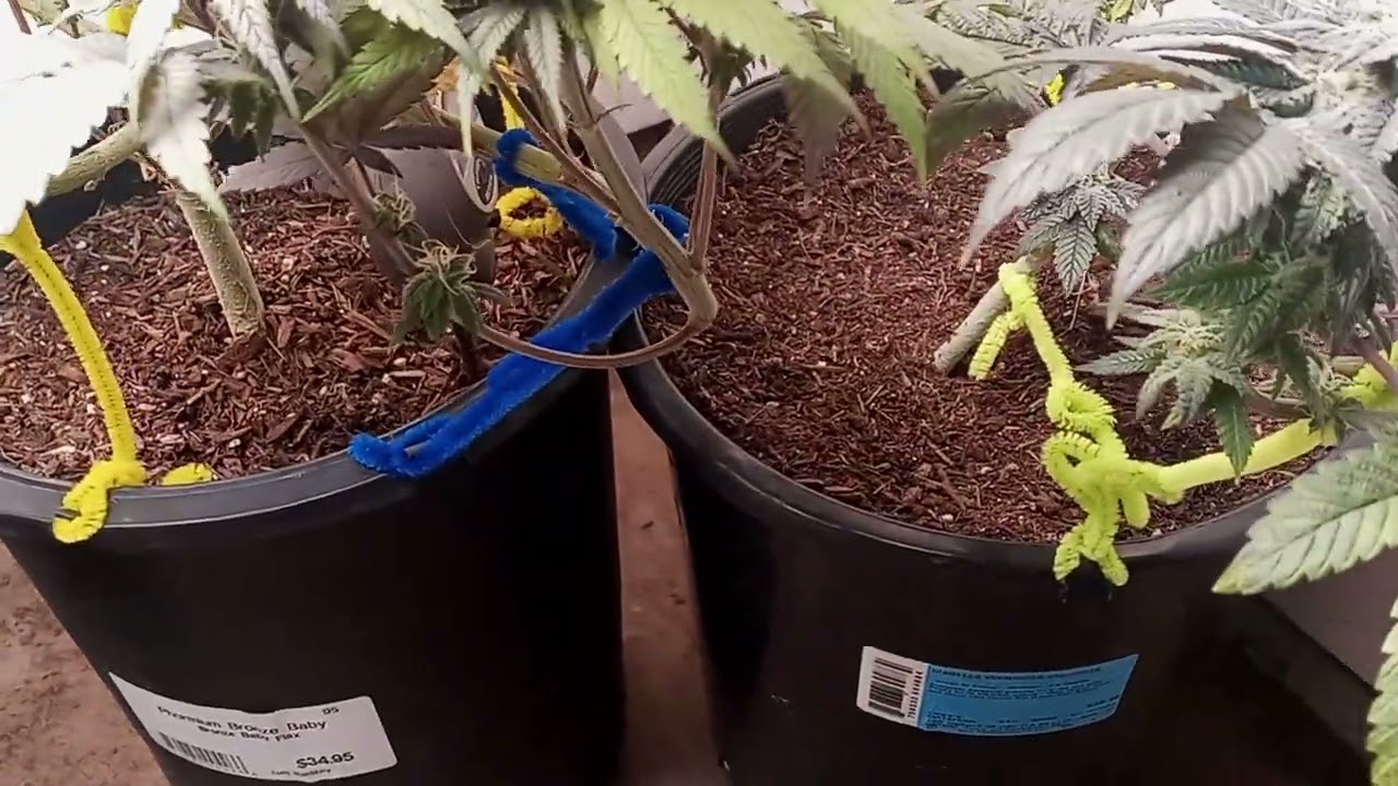 (YEHSENCE Y 2000 led)trichome check with @EasyGrowDude