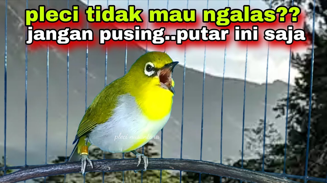 Suara Burung Pleci Gacor Ngalas Nembak Memancing Pleci Lain