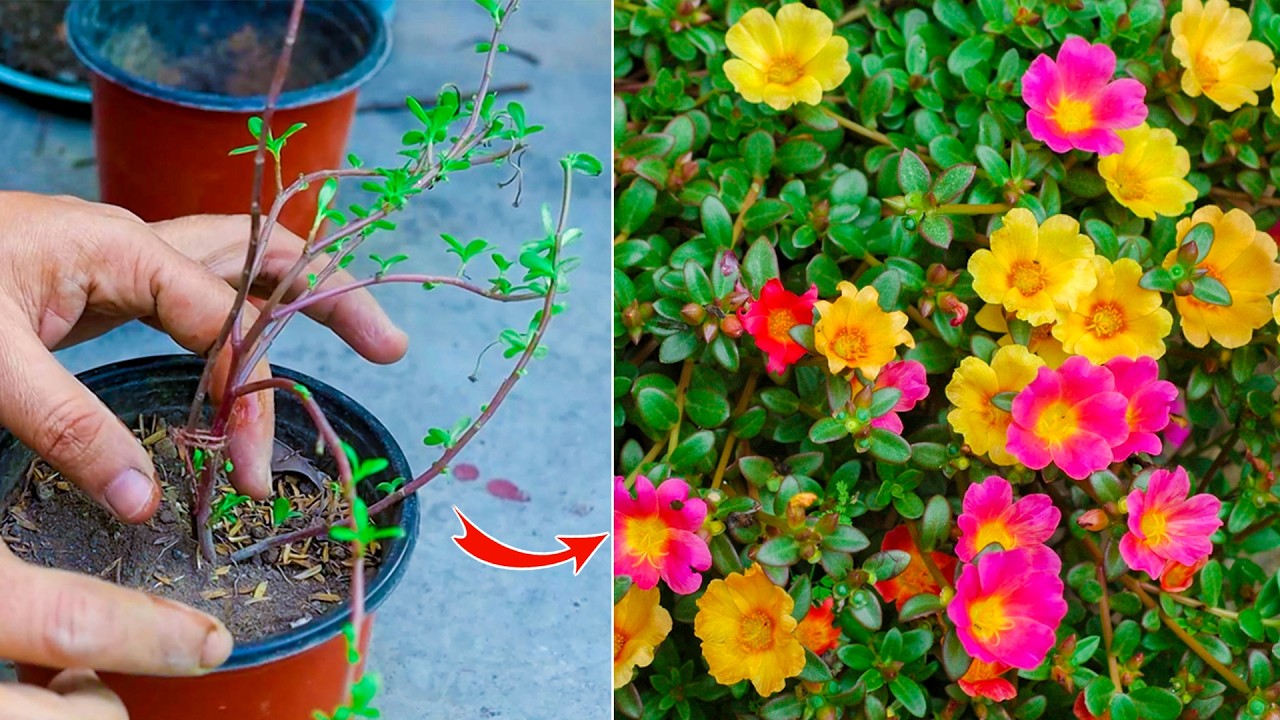 मार्च में जल्दी लगाओ ये फूल की कटिंग गार्डन फूलों से भर रहेगा | Purslane Plant Cutting,Summer Flower