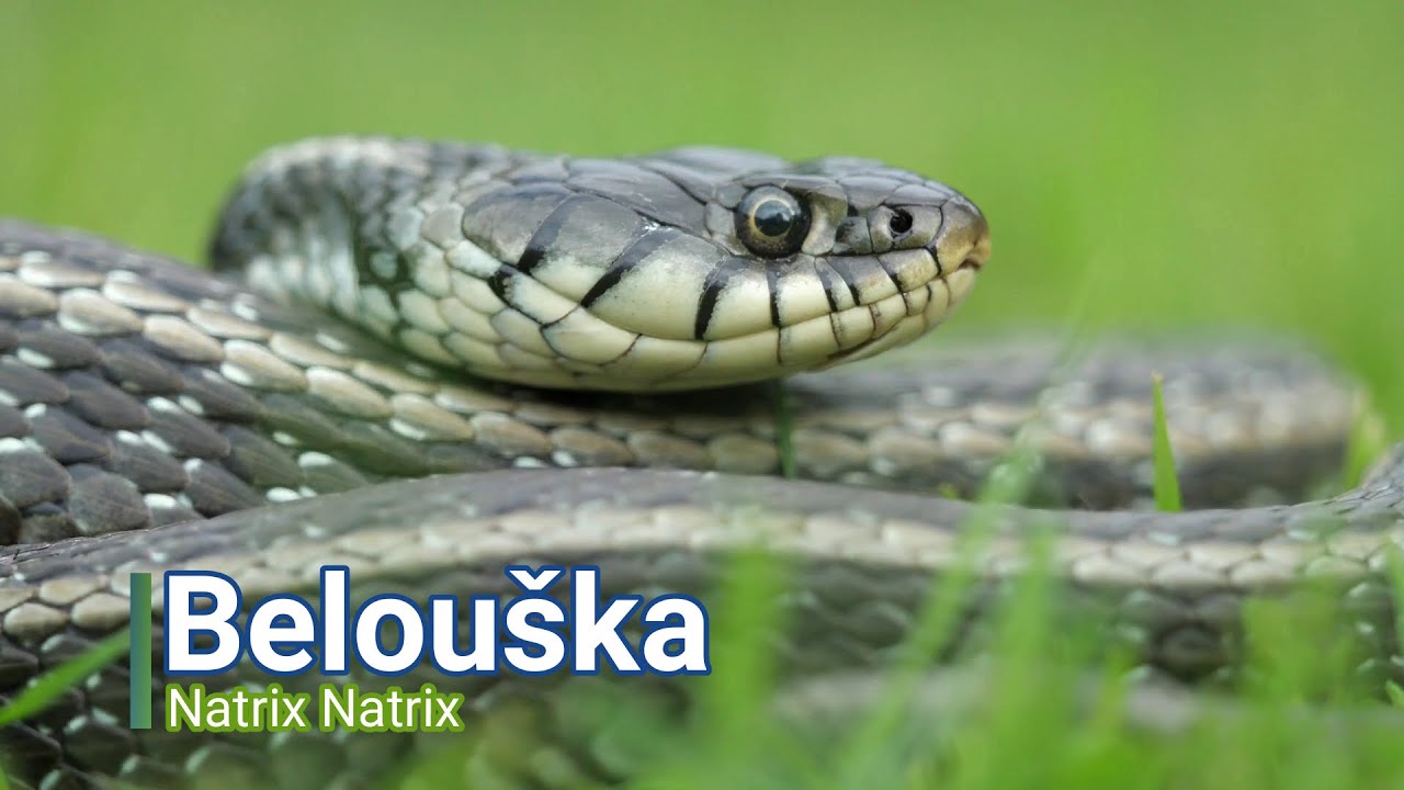 Belouška (Natrix natrix)