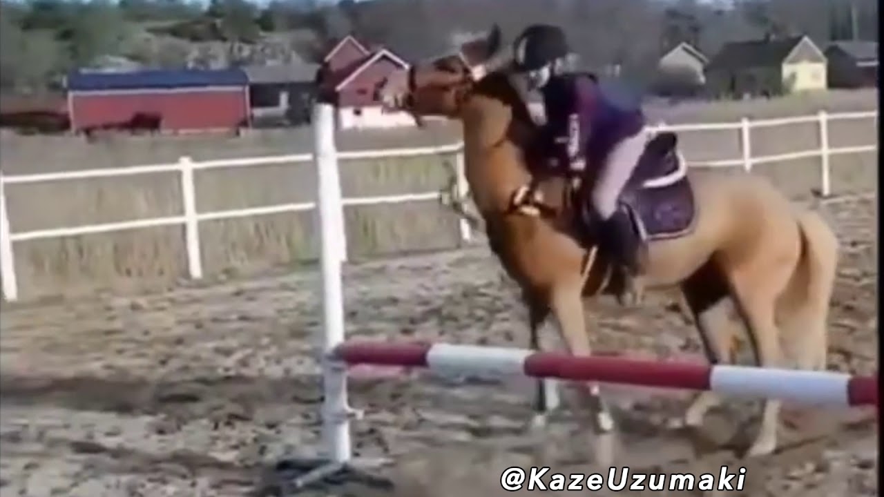 Was Tiere So Denken 134 - Pferdespecial