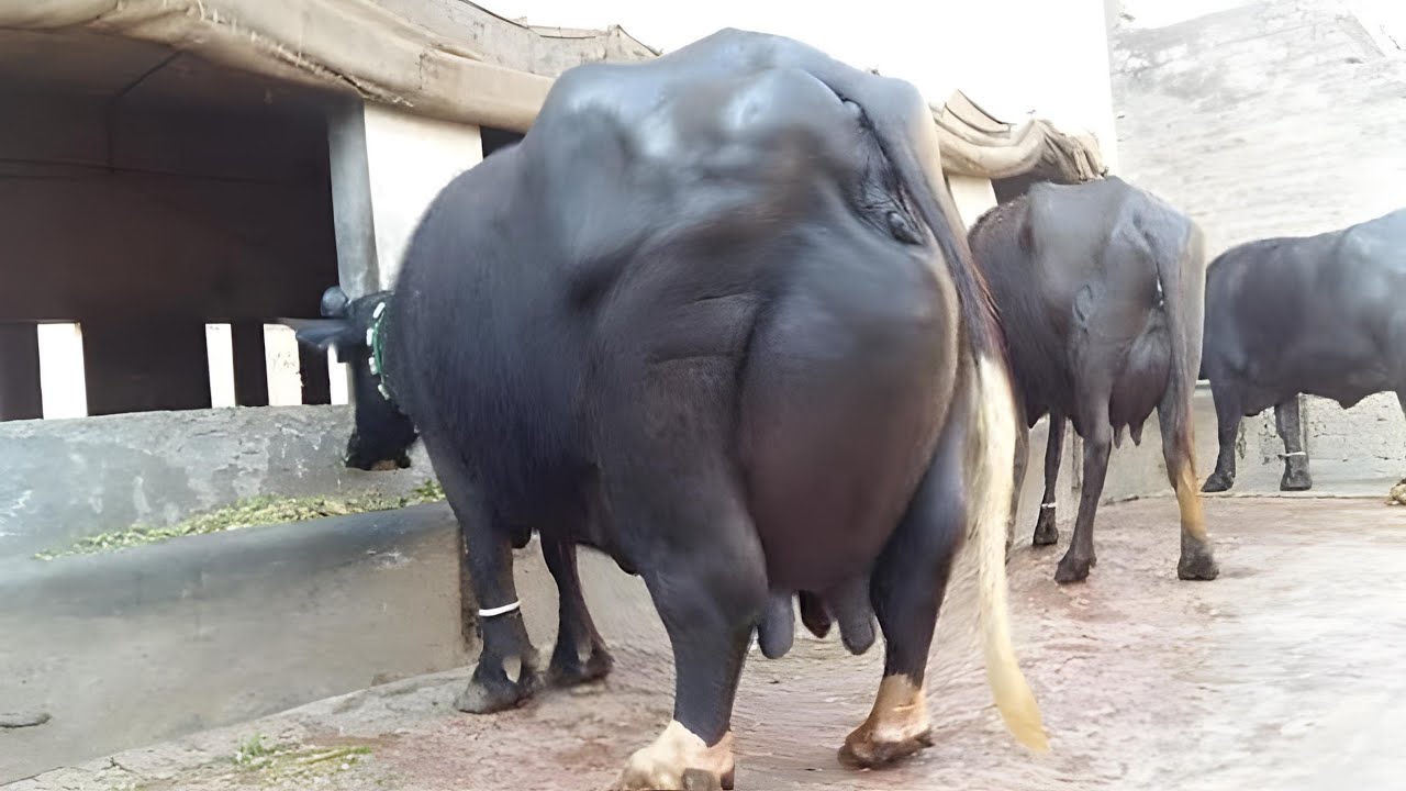 World Highest Milking Nili Ravi Buffaloes of Jutt Dairy and Cattle Farm Part2 #buffalo #cow #farming