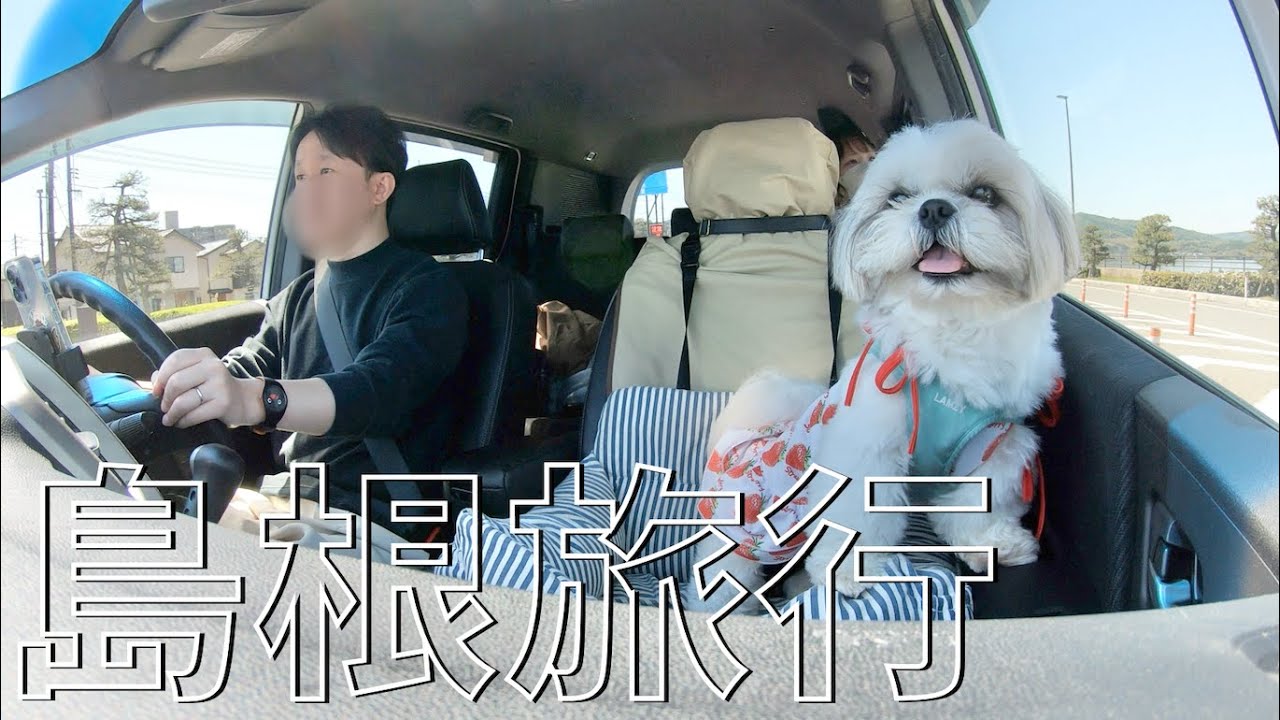 【犬連れ旅】もこもこ犬と島根で車中泊旅行！定番から穴場までワンコと楽しめるスポットが盛りだくさん！Adventures in Shimane with fluffy ShihTzu【シーズー】