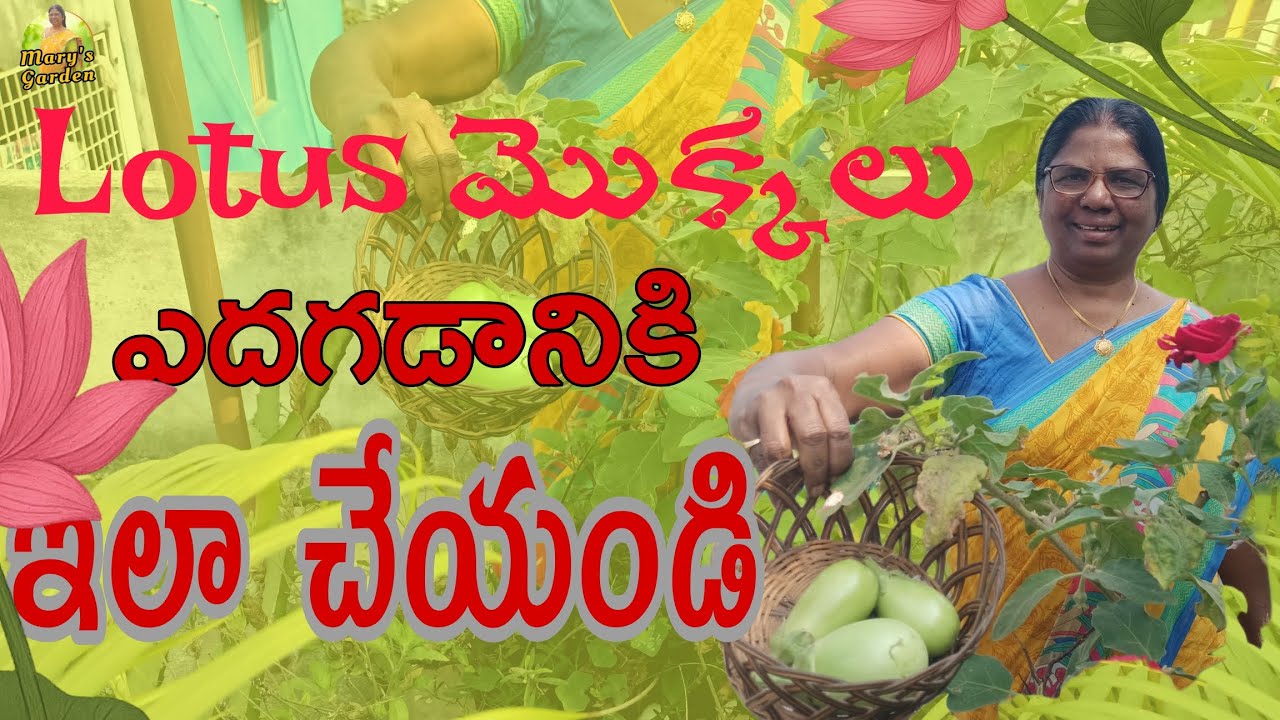 Lotus మొక్కలు ఎదుగుదలకు ఇలా చేయండి 🤩| Mary Terrace Garden| subscribe 