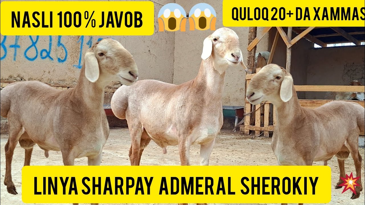 NASLIGA JAVOB 100 %LIK LINYALIK QO'CHQORLAR SHARIFJON UKAMIZDA SOTUVDA