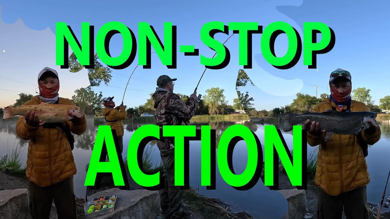 Bank Fishing for Huge Trout at Camanche Lake (Guaranteed Success)
