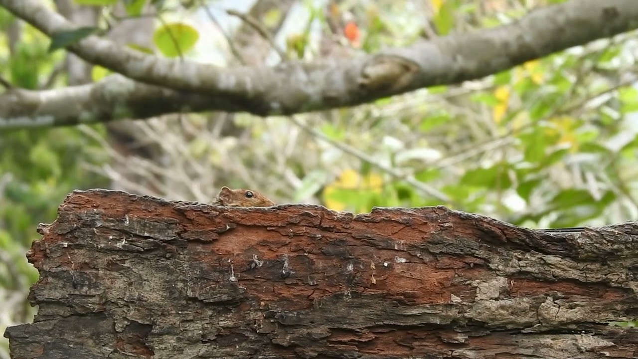 Jungle Palm Squirrel in Munnar | Small Mammals of the Western Ghats Rainforest