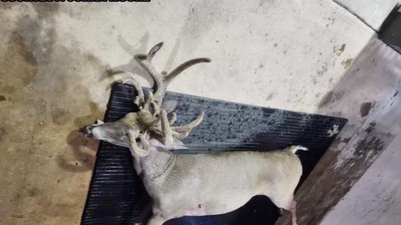 Bow hunter kills rare deer in Shell Knob, Mo.