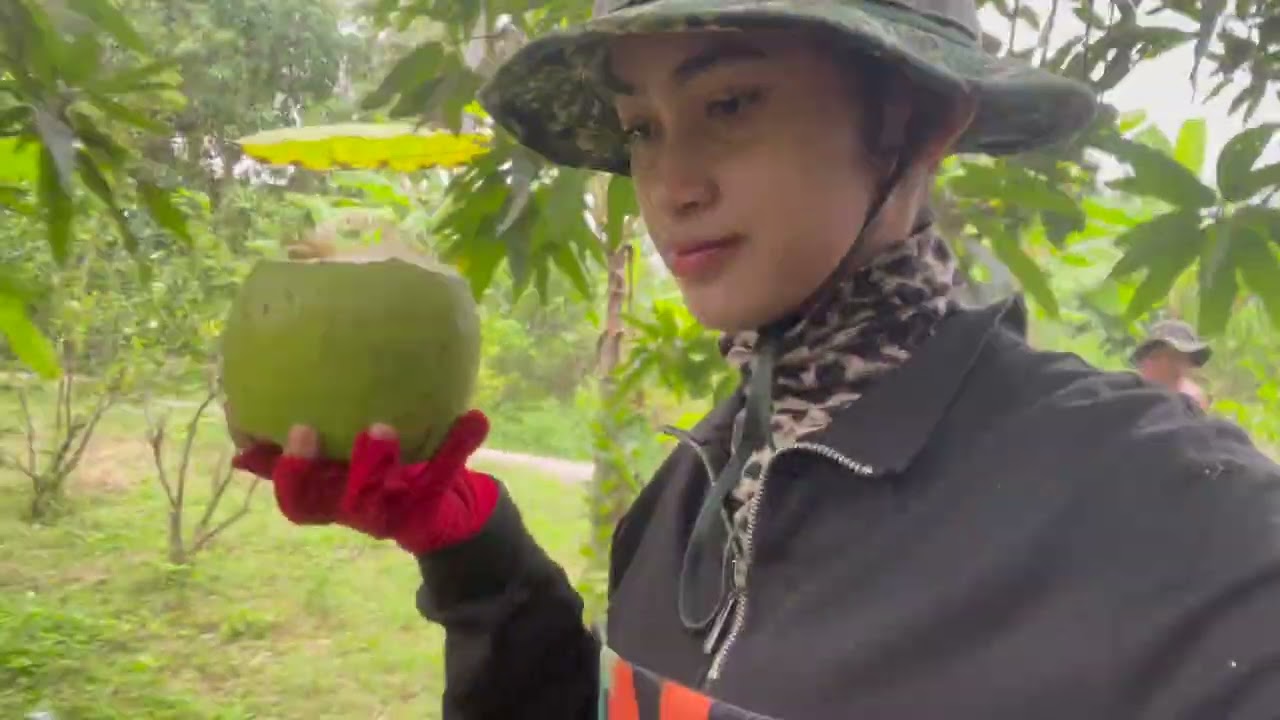 Fresh tropical coconuts, harvested straight from our garden