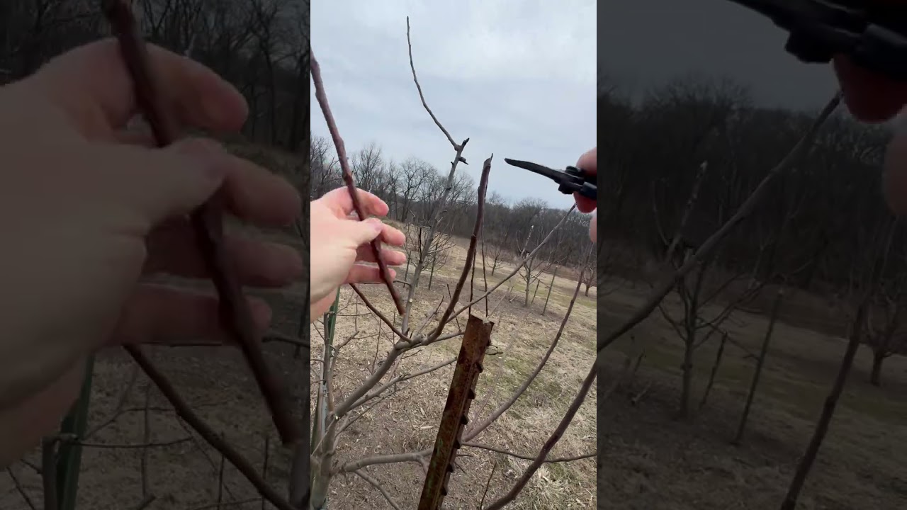 POV: Пошаговая инструкция по обрезке яблони (сорт Wolf River Apple)