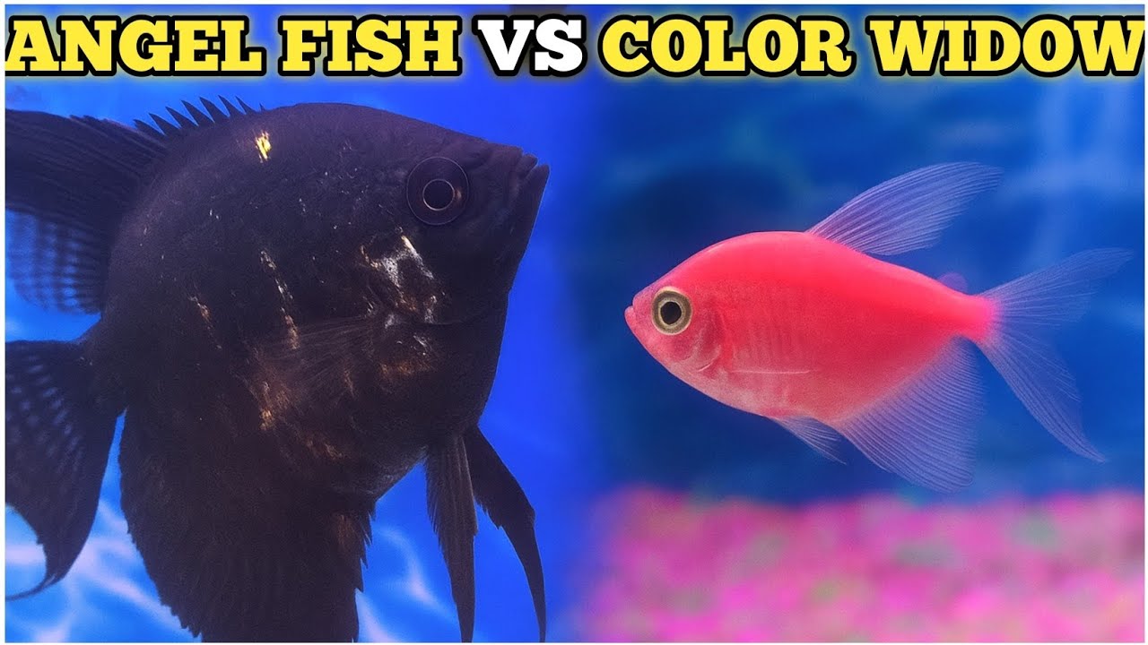 Angel Fish And Color Widow Fish Compatibility: Is It Worth The Risk - Morbi Fish