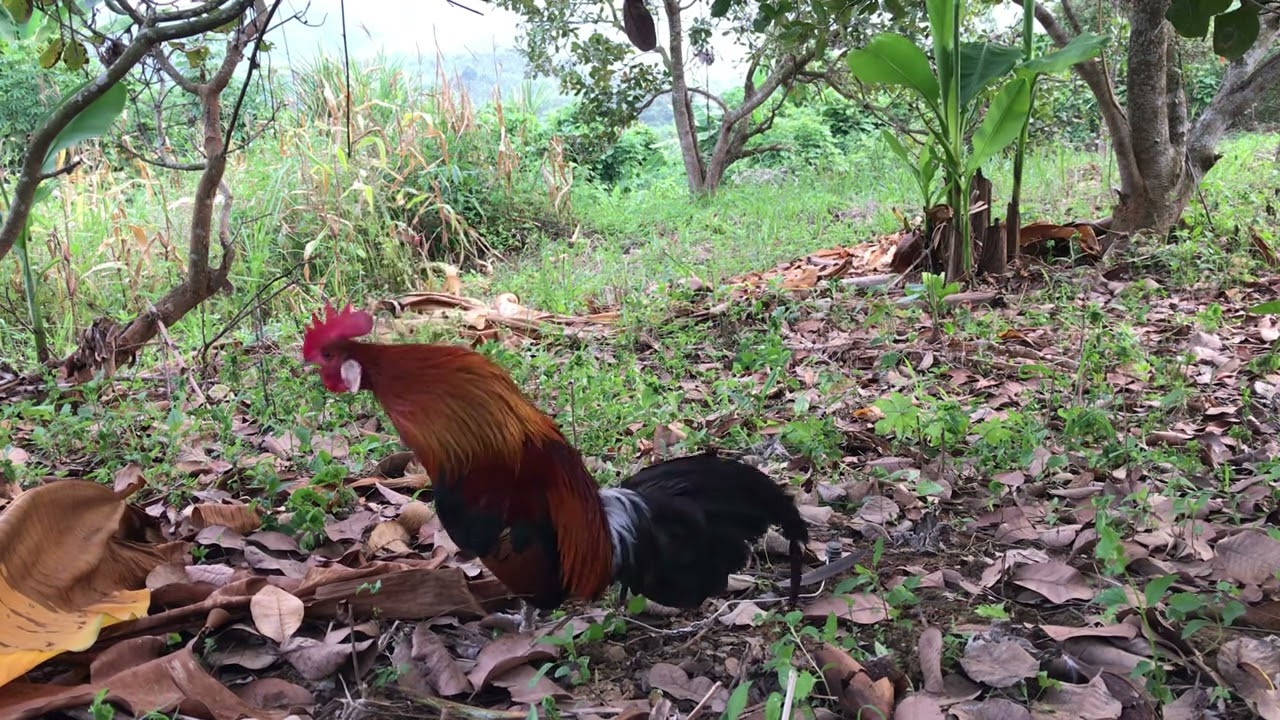 bẫy gà rừng mới nhất,, e bổi tơ quá sung,, kèo cơm rừng 🌳 😋😋😋