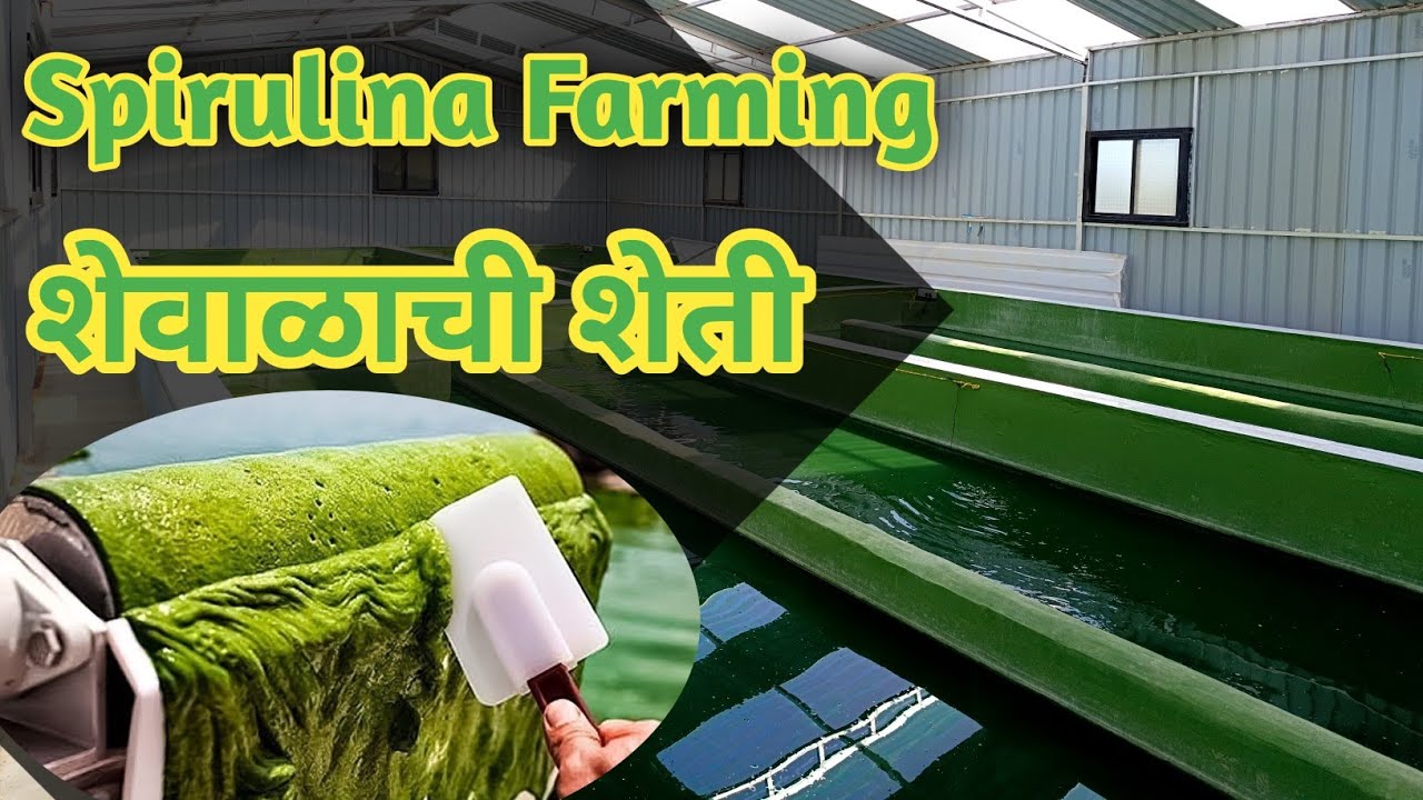 Spirulina Farming / शेवाळाची शेती