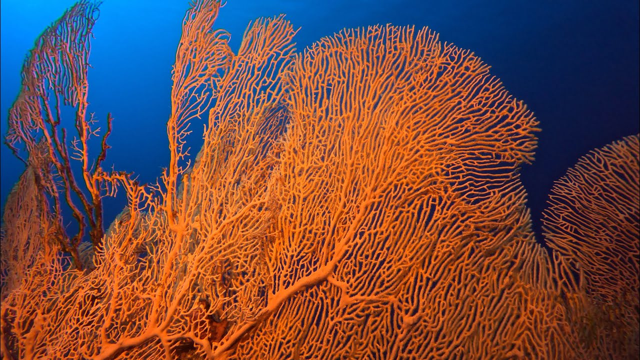 Thomas reef, a red sea adventure.