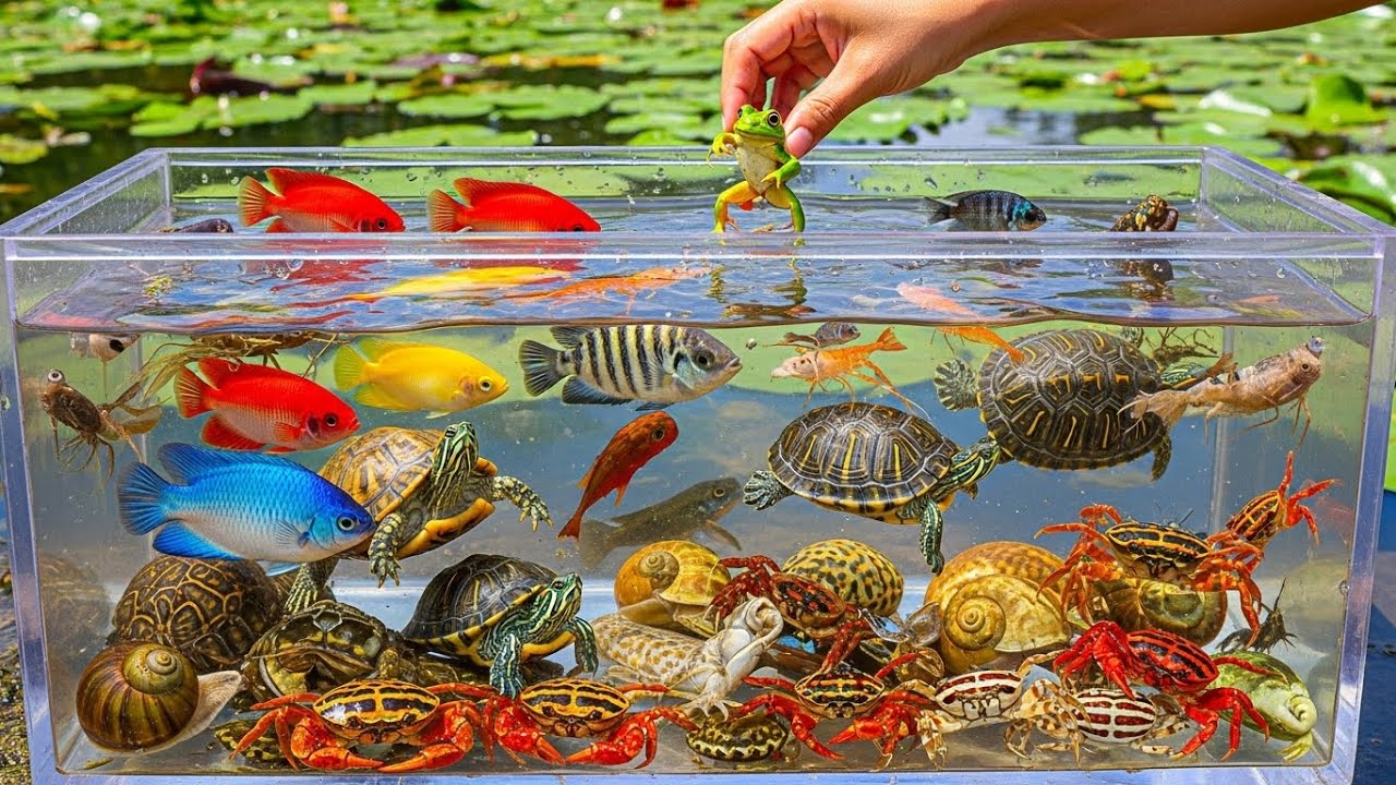 Epic Wildlife Catch & Release: Crabs, Frogs, Turtles, and Colorful Fish Returned to Clean Lotus Lake